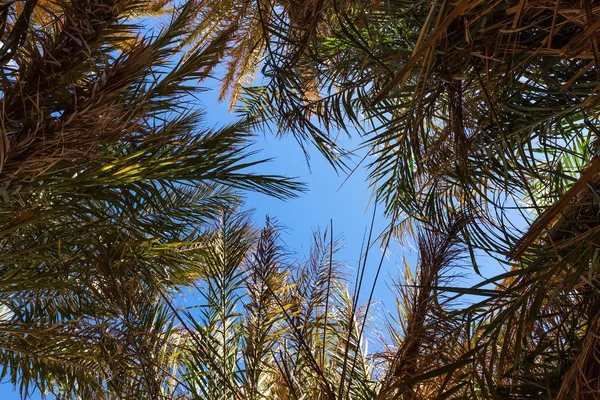 Вид на голубое небо сквозь пальмовые ветви — стоковое фото