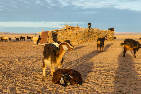 Kecskék a szaharai sivatagban — Stock Fotó