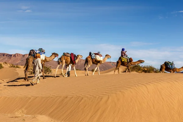 Kamelkarawane in der Sahara-Wüste — Stockfoto