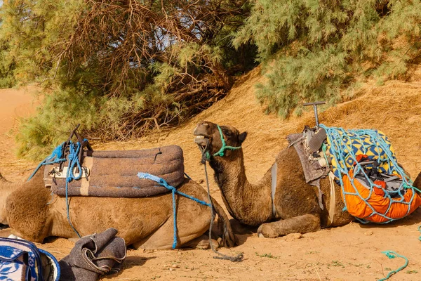 Develer yalan Sahara Çölü, Fas — Stok fotoğraf