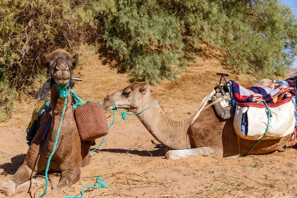 Develer yalan Sahara Çölü, Fas — Stok fotoğraf