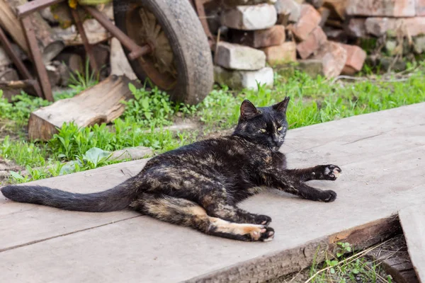 美しい黒猫 — ストック写真