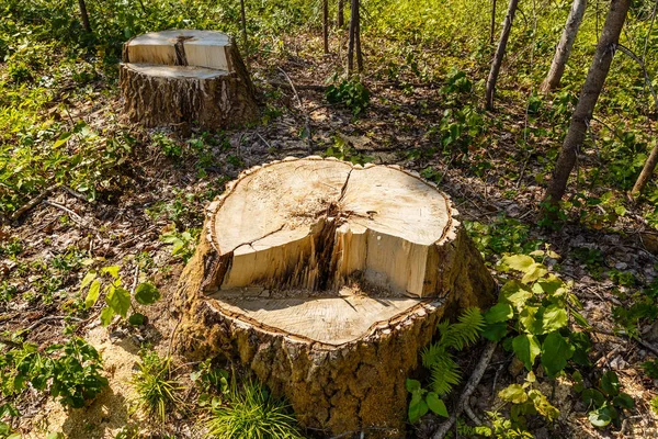 Birk stump i skoven - Stock-foto