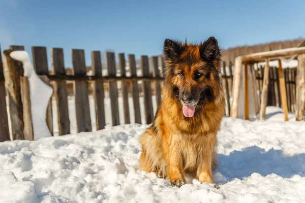 german shepherd dog