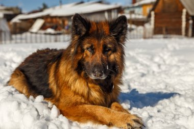 Alman çoban köpeği.