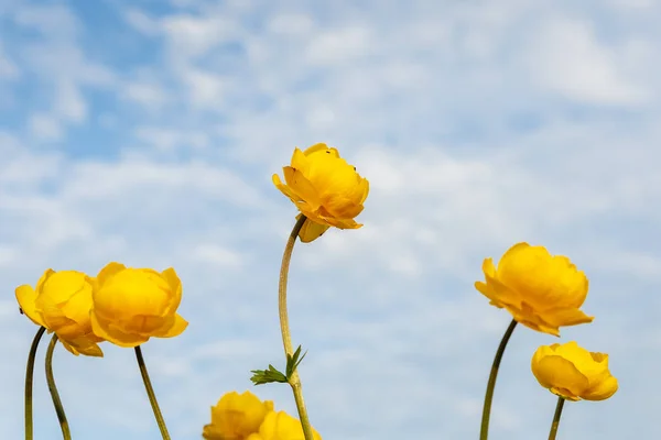 Globeflower, Trollius europaeus — Stock Photo, Image