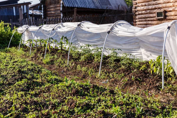 domates ve salatalık için sera