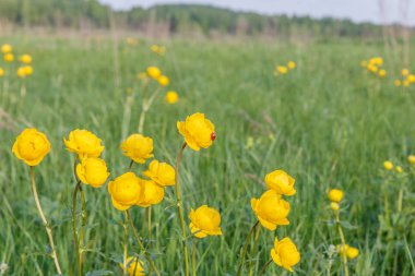 uğur böceği ve globeflower, Trollius europaeus