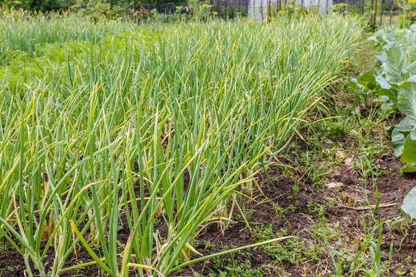 Green onions growing in the garden — Stock Photo, Image