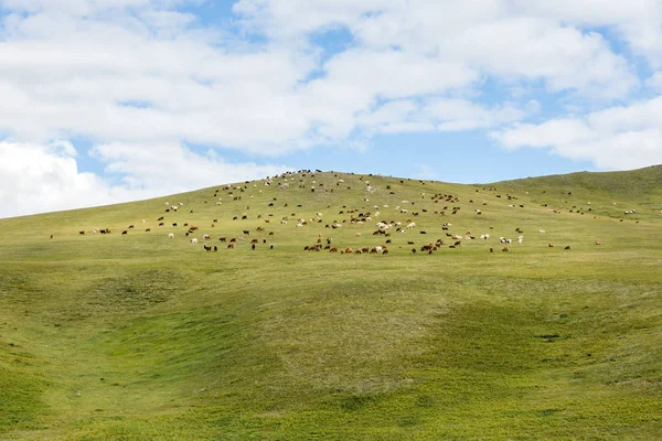 蒙古草原上羊群和山羊放牧 — 图库照片