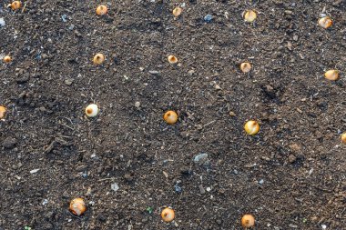 Bahçeye ekilmiş taze soğanlar..