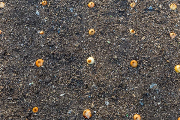 Jonge uien, geplant in de tuin. — Stockfoto