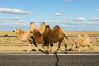Bactrian camel, Inner Mongolia clipart