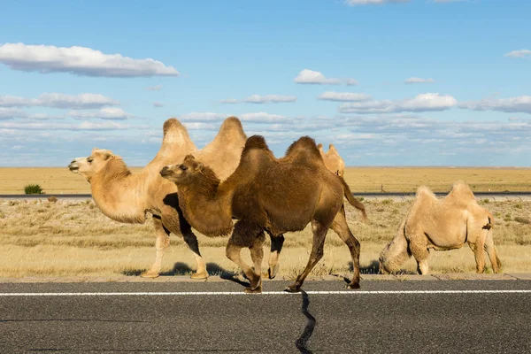 Baktrisches Kamel, innere Mongolei — Stockfoto