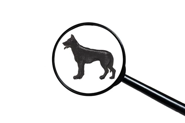 Silhouette eines Schäferhundes auf weißem Hintergrund — Stockfoto