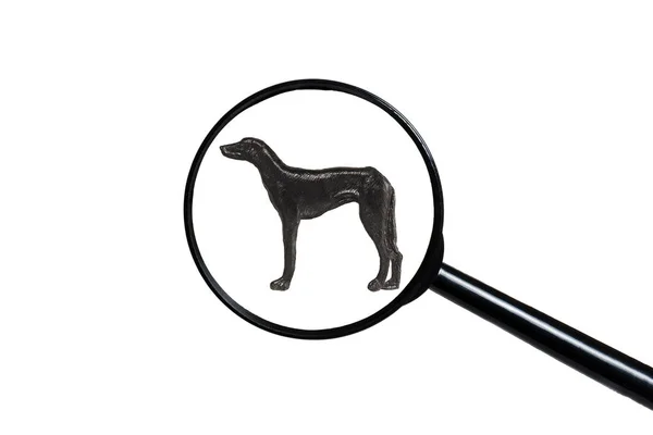 Silhouette eines zeigenden Hundes auf weißem Hintergrund — Stockfoto