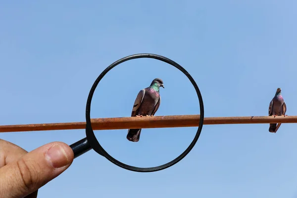 Dos palomas están sentadas en el tubo — Foto de Stock