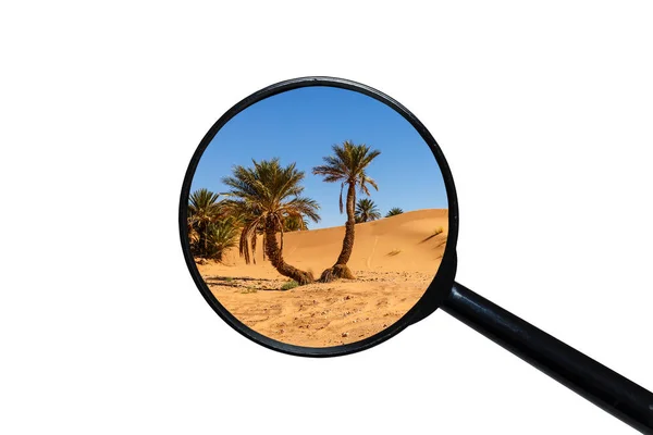 Palme in der Sahara-Wüste — Stockfoto
