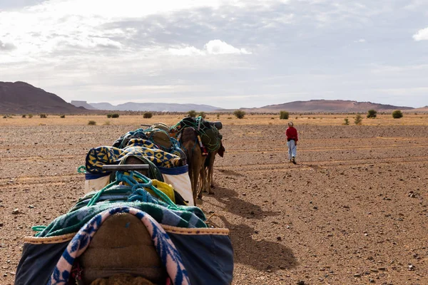 Velbloudí karavana v poušti Sahara — Stock fotografie