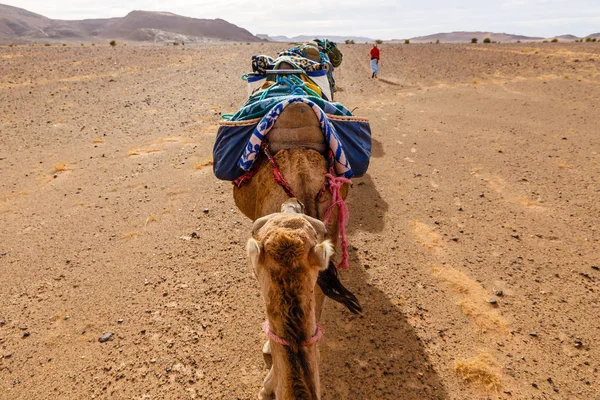 Deve kervanı Sahara çölünde — Stok fotoğraf