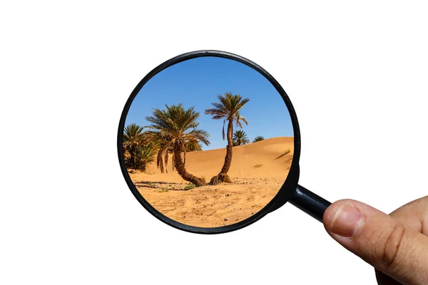 Palmera en el desierto del Sahara — Foto de Stock