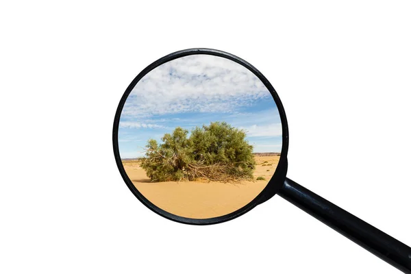 Arbuste vert dans le désert du Sahara — Photo