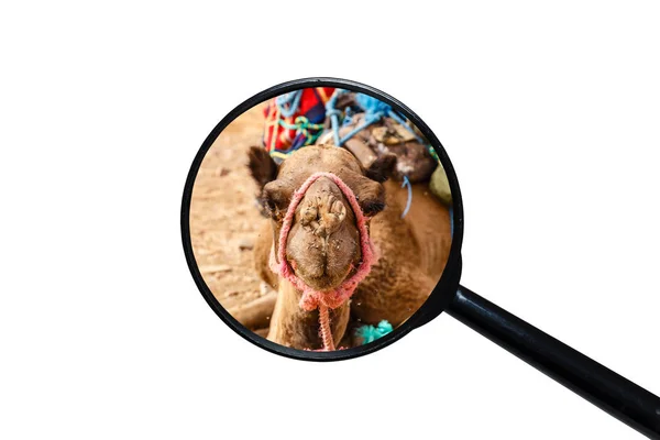 Рой мух на носу у верблюда — стоковое фото