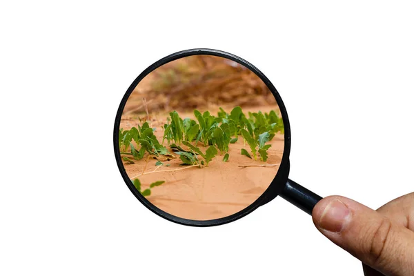 Grünes Gras, das durch Sand wächst — Stockfoto