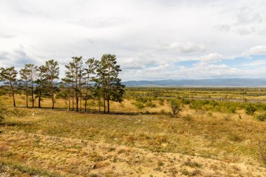 dağların arka planda çam ağaçları