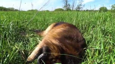 Alman çoban köpeği çayırdaki yeşil çimlerde uzanıyor. Köpek çimenlerde oynuyor..
