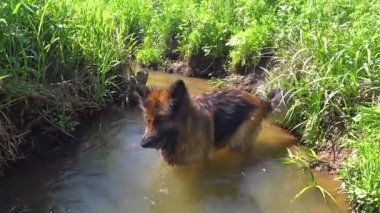 Alman çoban köpeği küçük bir nehirde banyo yapar. Köpek suda oynuyor..