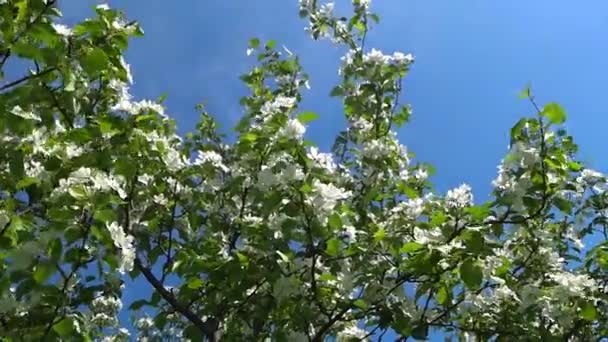 Blooming Apple Tree Tree Branches White Flowers Sway Wind Blue — Stock Video