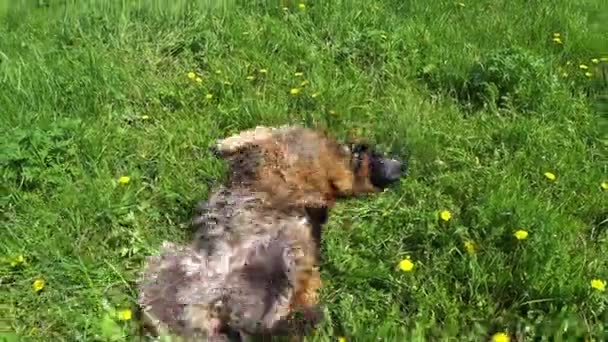 Γερμανικό Τσοπανόσκυλο Βρίσκεται Στο Πράσινο Γρασίδι Στο Λιβάδι Ευτυχισμένο Σκυλί — Αρχείο Βίντεο