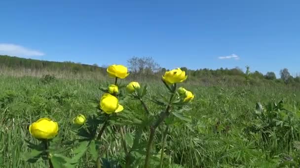 Жовті Квіти Троллія Європея Глобуса Красивий Яскраво Жовтий Глобус Сонячне — стокове відео