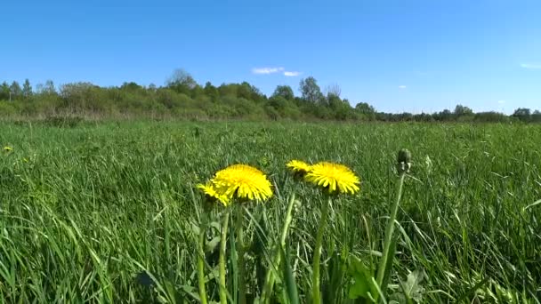 Весняні Кульбаби Свіжій Зеленій Траві Весняного Лугу Трава Гойдається Вітрі — стокове відео