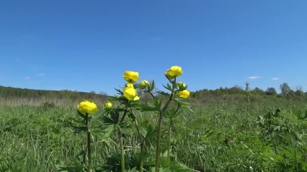 Flores Amarillas Trollius Europaeus Globeflower Hierba Balancea Viento — Vídeo de stock