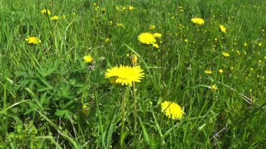 Bahar otlağının taze yeşil çimlerinde Bahar Karahindibaları.