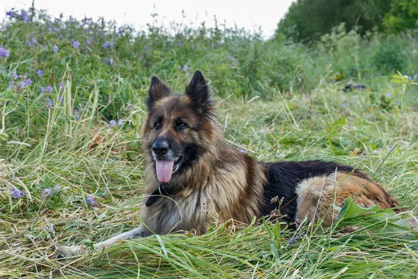 German shepherd dog lies in the grass. — Stock Photo, Image