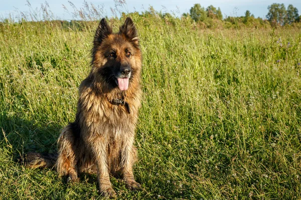 Tysk herde hund sitter i det gröna gräset — Stockfoto