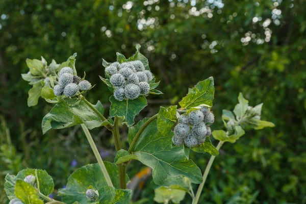 Arctium lappa, communément appelé grande bardane — Photo