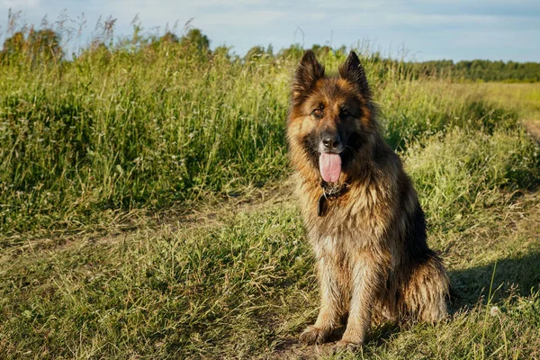 Tysk herde hund sitter i det gröna gräset — Stockfoto