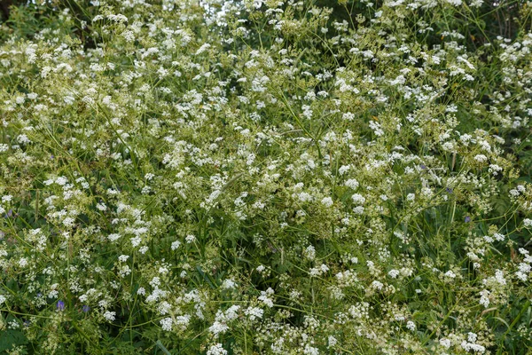 Achillea millefolium or common yarrow — Stock Photo, Image