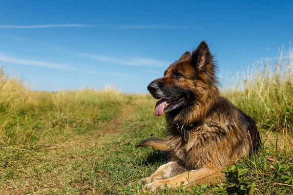 Duitse herder hond ligt in het gras. — Stockfoto