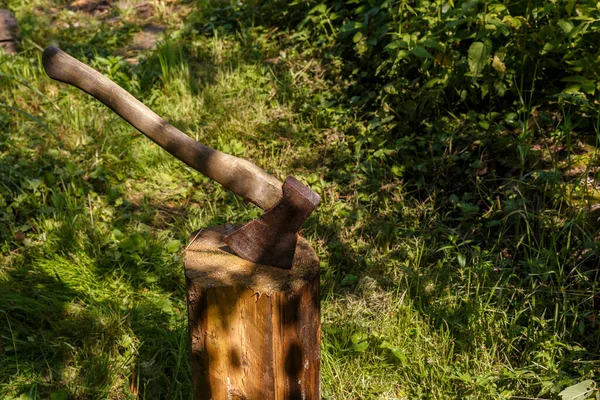 Utknął Kikucie Woł Drewnianą Rączką Pniu Lesie — Zdjęcie stockowe