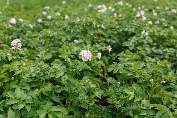 Patates tarlası. Patates bitkisinin çiçekleri.