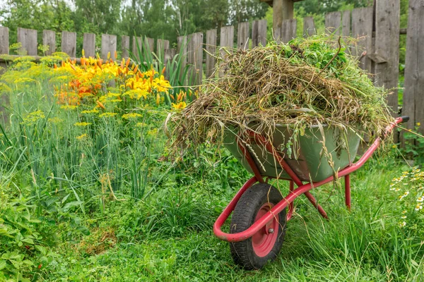 Wózek Ogrodowy Ogrodzie Kuchennym Wypełniony Ściętą Trawą Ogrodnictwo — Zdjęcie stockowe