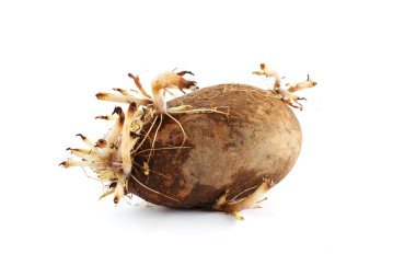 Beyaz arka planda soyutlanmış patatesler.