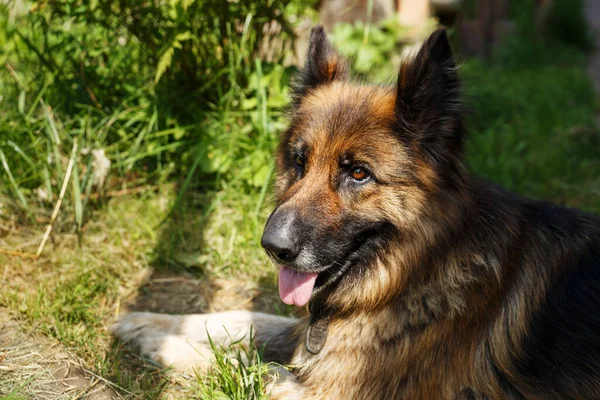 Tysk Herdehund Ligger Grönt Gräs Solen Skiner Hundens Huvud — Stockfoto