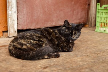 Kara kedi verandada yatıyor.