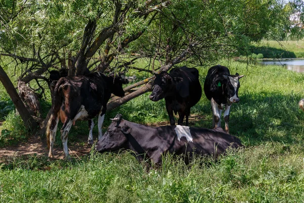 Stado krów na łące — Zdjęcie stockowe